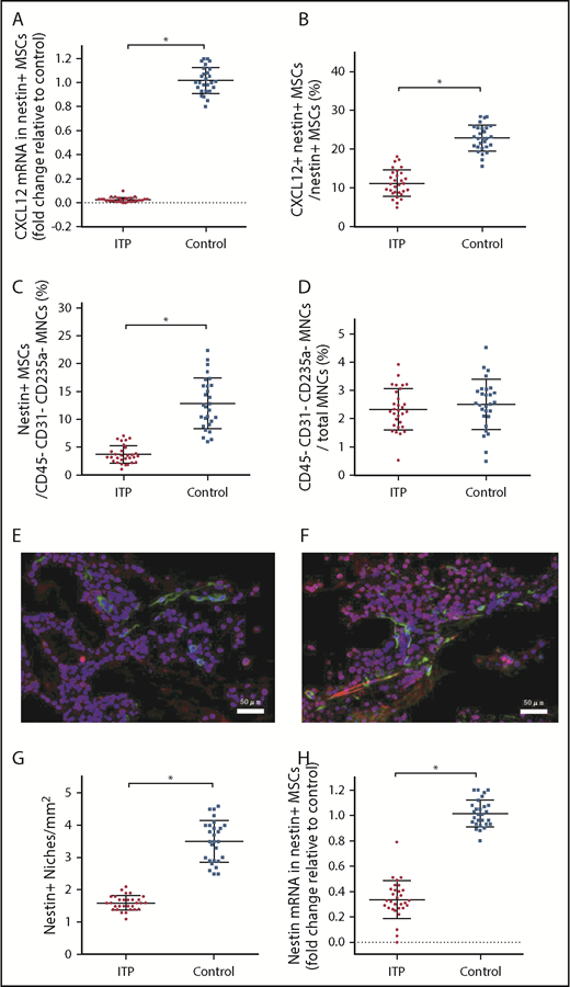 Figure 3. Reduced expression of CXCL12 by impaired BM nestin+ MSCs. (A) Expression of the CXCL12 mRNA in nestin+ MSCs analyzed by PCR in the ITP group (n = 30) and control group (n = 28). (B) Proportion of CXCL12+ nestin+ MSCs in nestin+ MSCs analyzed by FACS in the ITP group (n = 30) and control group (n = 28). (C) Proportion of nestin+ MSCs among CD45− CD31− CD235a− stromal cells analyzed by FACS in the ITP group (n = 30) and control group (n = 28). (D) Proportion of CD45− CD31− CD235a− stromal cells among mononuclear cells analyzed by FACS in the ITP group (n = 30) and control group (n = 28) (see supplemental Figure S3 for the gating strategy used). (E) Representative merge image of BM biopsy tissues immunofluorescently stained with CD34 (green), nestin (red), and DAPI (blue) antibodies in the ITP group (scale bar, 50 μm). (F) Representative image of BM biopsy tissue immunofluorescently stained with CD34 (green), nestin (red), and DAPI (blue) antibodies in the control group (scale bar, 50 μm). (G) Number of nestin+ MSCs per square millimeter of BM biopsy tissue analyzed by immunofluorescence in the ITP group (n = 30) and control group (n = 28). (H) Nestin mRNA in nestin+ MSCs analyzed by PCR in the ITP group (n = 30) and control group (n = 28). Data are pooled from 10 independent experiments with 4 to 8 samples per experiment (A-D,G,H). Data are shown as mean ± SD. Each point represents the mean adjusted value of 3 replicates for each individual patient. P values were calculated using the Mann-Whitney U test. *P < .001.