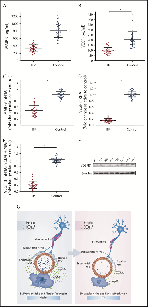 Figure 6. CXCR4 and VEGFR1 mediated impaired MK distribution. (A) Concentration of MMP-9 in the BM analyzed by ELISA in the ITP group (n = 30) and control group (n = 28). (B) Concentration of VEGF in the BM analyzed by ELISA in the ITP group (n = 30) and control group (n = 28). (C) Expression of MMP-9 mRNA in CD41+ MKs analyzed by RT-PCR in the ITP group (n = 30) and control group (n = 28). (D) Expression of VEGF mRNA in CD41+ MKs analyzed by RT-PCR in the ITP group (n = 30) and control group (n = 28). (E) Expression of VEGFR1 mRNA in CD41+ MKs analyzed by RT-PCR in the ITP group (n = 30) and control group (n = 28). (F) VEGFR1 protein levels in CD41+ MKs analyzed by western blot analysis in the ITP group (n = 30) and control group (n = 28). (G) Model illustrating the BM vascular niche alterations, disrupted MK distribution, and reduced platelet production in ITP patients. Data are pooled from 10 independent experiments with 4 to 8 samples per experiment (A-E). Data are shown as mean ± SD. Each point represents the mean adjusted value of 3 replicates for each individual patient. P values were calculated using the Mann-Whitney U test. *P < .001.