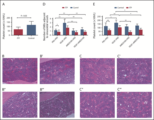 Figure 7. Platelet counts and MKs adjacent to sinusoidal vessels in mice treated with or without VEGF and/or AMD3100. (A) Platelet counts in the ITP model mice. Platelet counts were lower in the ITP model group than in the control group (66 ± 28 × 109/L vs 117 ± 43 ×109/L, respectively; P < .05; n = 5). Visualization of MKs in BM sections from ITP mice (B-B′′′) or from control mice (C-C′′′) treated with PBS + PBS (B,C), VEGF-A165 + PBS (B′,C′), AMD3100+PBS (B″,C″), or VEGF-A165 + AMD3100 (B′′′,C′′′) (scale bars, 100 μm). (D) Data are expressed as mean ± SEM. (E) Circulating platelet numbers were enumerated 24 hours after the last growth factor administration. Data are expressed as mean ± SEM. n = 5 mice per group. *P < .01; **P < .001.