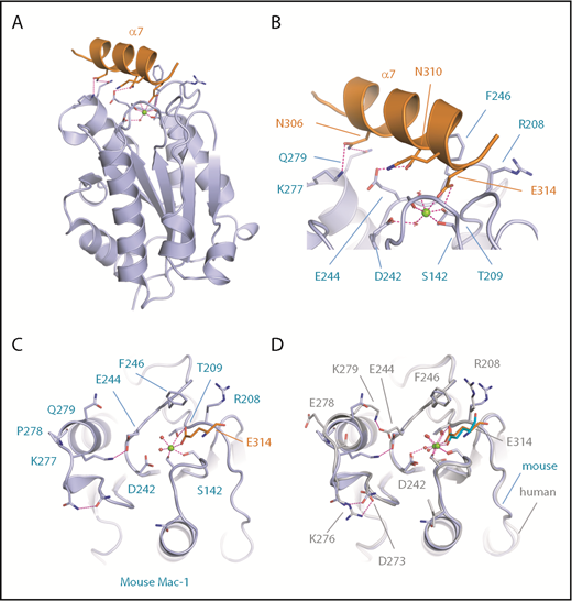 Figure 2. Crystal structure of the mouse Mac-1 I-domain. (A) A cartoon diagram is shown for the crystal structure of the mouse Mac-1 I-domain (purple) with the crystal contact stabilizing the active conformation derived from the C-terminal helix α7 in orange. The MIDAS bound Mg2+ ion is shown as a sphere (green) and key residues are shown as sticks and electrostatic interactions as dashed magenta lines. (B) A close-up view of the MIDAS site with residues from helix α7 labeled. (C) A second view of the Mac-1 I-domain MIDAS site with the crystal contact residue E314 shown coordinating the Mg2+ ion and the sidechain hydroxyl of T209. (D) Superposition of the human (gray) and mouse (purple) crystal structures in the region of the MIDAS face. The stabilization glutamic acid is shown as sticks in cyan (human) and orange (mouse).