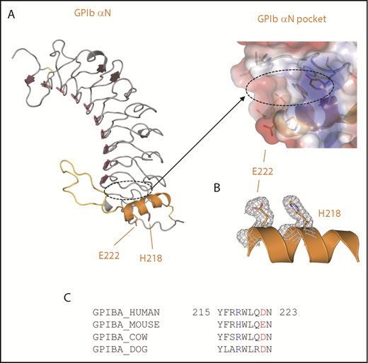 Figure 3. Crystal structure of the mouse GP1bαN. (A) A cartoon diagram is shown for the crystal structure of the mouse GPIbαN with the C-terminal LRR capping α-helix colored orange and R-loop colored yellow. GPIbα residues H218 and E222 involved in the interaction with Mac-1 are shown as sticks. The elongated pocket formed in the GPIbα LRR capping region is indicated by a dashed line and represented as a transparent charged surface with key residues lining the pocket shown as sticks. (B) Electron density (2Fo-Fc) from the crystal structure of the mouse GPIbαN C-terminal capping α-helix residues H218 and E222 (gray mesh). (C) Amino acid sequence alignment of GPIbα residues 215 through 223 (human sequence numbering without the signal sequence) from the GPIbα LRR capping α-helix for human, mouse, dog, and cow. Key charged residues 218 and 222 are colored blue and red, respectively.