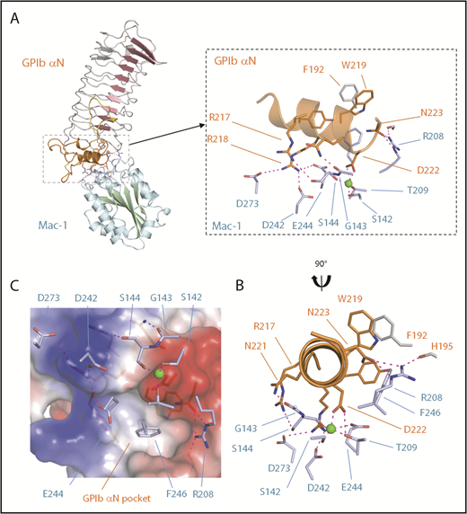 Figure 4. The Mac-1 I:GP1bαN complex. (A) A cartoon diagram of the docked complex of the crystal structures of human GPIbαN and the Mac-1 I-domain with the Mac-1 secondary structures colored blue/green and GPIbαN colored red/orange. Boxed is a close-up view of the interface where the Mg2+ ion bound to the Mac-1 MIDAS site is shown as a sphere and electrostatic interactions are shown as dashed purple lines. The GPIbαN C-terminal LRR capping region is colored orange and residue F192 from the LRRs is in gray. (B) A second view related by a 90° rotation. GPIbαN residue D222 coordinates the Mac-1 MIDAS Mg2+ ion and surrounding residues on the MIDAS surface (light blue). (C) Charged surface representation of the GPIbαN LRR capping region showing an elongated pocket formed by GPIbα residues Y215, W219, and F192 is flanked by a region of positive charge (GPIbα R218) and negative charge (GPIbα D222) that form complementary interactions with Mac-1 residues shown as sticks (light blue).