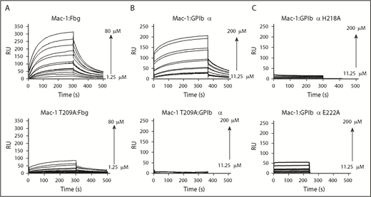 Figure 5. SPR analysis of Mac-1 I-domain interactions. Plots of SPR sensorgrams measured in RU on the y-axis illustrating wild-type Mac-1 (top) or Mac-1 T209A (bottom) binding to fibrinogen (Fbg; A) and GP1bαN (B), and shown in wild-type Mac-1 I-domain binding to the GP1bαN mutants H218A (C, top) and E222A (C, bottom). RU, response unit.