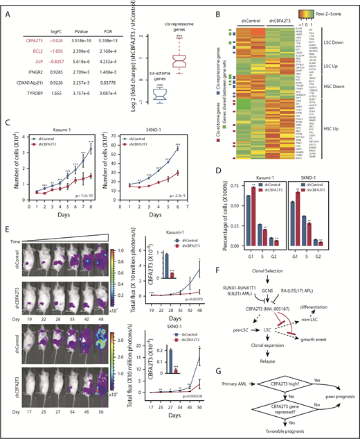 Figure 7. Depletion of CBFA2T3 diminishes LSC gene signatures and in vivo expansion of Kasumi-1 cells. (A) Expression changes of CBFA2T3 cis-actome and cis-repressome genes in CBFA2T3-depleted vs control cells. The boxplot at the right shows all significantly changed CBFA2T3 cis-actome and cis-repressome genes upon depletion of CBFA2T3 in Kasumi-1 cells (P ≤ .05). (B) Heatmap showing increased (green) or decreased (red) expression of genes within the HSC and LSC gene sets indicated at the right in duplicated control and CBFA2T3-knockdown samples. “LSC Up” denotes GAL_LEUKEMIC_STEM_CELL_UP; “LSC Down” denotes GAL_LEUKEMIC_STEM_CELL_DN; “HSC Up” denotes JAATINEN_HEMATOPOIETIC_STEM_CELL_UP; and “HSC Down” denotes JAATINEN_HEMATOPOIETIC_STEM_CELL_DN. CBFA2T3 cis-actome and cis-repressome genes, as well as genes in multiple affected pathways, are marked on the left. (C) Effects of CBFA2T3 knockdown on cell growth of the indicated AML cells. Cells were counted daily starting at 4 days after lentiviral transduction. (D) Flow cytometric, cell cycle quantification of control and CBFA2T3-knockdown t(8;21)-AML cells stained with propidium iodide. Error bars represent the standard error of 3 independent biological replicates. (E) Representative bioluminescence images (left) and average luminescence intensity (right) of control and CBFA2T3-depleted Kasumi-1 cells and SKNO-1 cells engrafted into NSGS (Kasumi-1) or NSG (SKNO-1) mice over the indicated period. 1 × 106 SKNO-1 cells were transplanted into NSG mice 5 hours after radiograph radiation (2.25 Gy); 2.5 × 106 Kasumi-1 cells were transplanted into NSGS mice 5 hours after radiograph radiation (2.5 Gy). (F) Proposed model of the interplay between CBFA2T3, GCN5, and RUNX1-RUNX1T1 in regulating LSC cell fate and AML relapse. The dashed line on the left denotes a possible role for CBFA2T3 in facilitating LSC transformation. The dashed lines on the right denote the abilities of CBFA2T3 to maintain LSCs and inhibit growth arrest, thus facilitating the expansion of LSCs that ultimately lead to relapse. (G) A 2-step classifier predicting AML patient prognosis. Details are given in “Discussion.” *P < .05; **P < .01; ***P < .001.