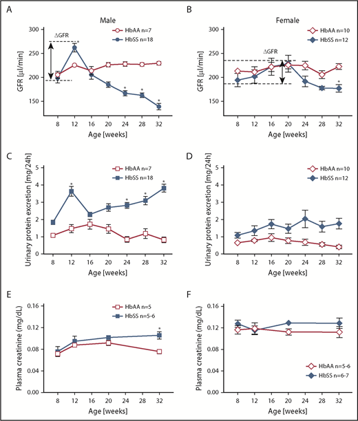 Figure 1. Longitudinal assessment of kidney function in male and female HbSS and HbAA mice. Trajectory of glomerular filtration rate (GFR) in male (A) and female (B) genetic control (HbAA) and HbSS mice. Trajectory of urinary protein excretion in male (C) and female (D) HbAA and HbSS mice. Plasma creatinine in male (E) and female (F) HbAA and HbSS mice. Data are mean ± SEM; *P < .05 vs 8-week HbSS mice; Analysis by 1-way ANOVA with repeated measurements with Tukey post hoc analysis. (A) Genotype and age, P < .0001. (B) Genotype, P = .0030; age, P = .0040. (C) Genotype, P = .0155; age, P = .0196. (D) Genotype, P < .0001; age, P = .5008, or 2-way ANOVA with the Tukey post hoc test. (E) Interaction, P = .1899; genotype, P = .0078; age, P = .0069. (F) Interaction, P = .5871; genotype, P = .9415; age, P = .0899.