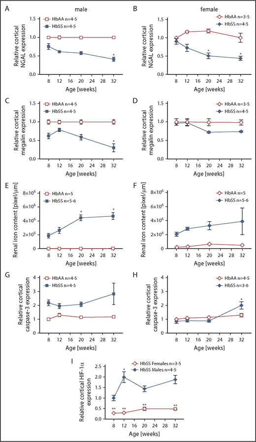 Time course in additional measures of renal tubular injury in male and female HbSS mice compared with genetic controls (HbAA). (A) Relative NGAL expression in renal cortex of male HbAA and HbSS mice. (B) Relative NGAL expression in renal cortex of female HbAA and HbSS mice. (C) Relative megalin expression in renal cortex of male HbAA and HbSS mice. (D) Relative megalin expression in renal cortex of female HbAA and HbSS mice. (E) Quantification of iron deposition in the whole kidney scans (represented as megapixels per micrometer) in male HbAA and HbSS mice. Original magnification ×40; scale bar = 50 μm. (F) Quantification of iron deposition in the whole kidney scans (represented as megapixels per micrometer) in male HbAA and HbSS mice. (G) Relative caspase-3 expression in renal cortex of male HbAA and HbSS mice. (H) Relative caspase-3 expression in renal cortex of female HbAA and HbSS mice. (I) Relative HIF-1α expression in renal cortex of male and females HbSS mice. (J) Representative Prussian blue–stained sections of renal cortex from male and female HbAA and HbSS mice. Original magnification ×10; scale bar = 100 μm. Data are mean plus or minus SEM; *P < .05 vs 8-week HbSS mice; **P < .05 vs age-matched males HbSS. Analysis by 2-way ANOVA with the Tukey post hoc test. (A) Interaction, P = .0099; genotype, P < .0001; age, P = .0097. (B) Interaction, P = .0031; genotype, P < .0001; age, P = .0234. (C) Interaction, P = .0176; genotype, P < .0001; age, P = .0184. (D) Interaction, P = .2074; genotype, P = .0119; age, P = .1529. (E) Interaction, P = .0002; genotype, P < .0001; age, P = .0002. (F) Interaction, P = .4335; genotype, P < .0001; age, P = .1189. (G) Interaction, P = .3509; genotype, P < .0001; age, P = .3981. (H) Interaction, P = .0007; genotype, P < .0001; age, P = .7121, or unpaired Student t test (I).