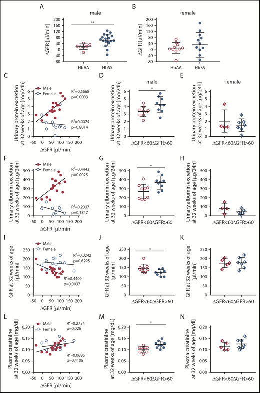 Figure 7. Evidence that the magnitude of hyperfiltration phase correlates with kidney injury only in male, but not female, HbSS mice. (A) The degree of rise in GFR from 8 to 12 weeks (ΔGFR) in male HbAA and HbSS mice. (B) The degree of rise in GFR from 8 to 20 weeks in (ΔGFR) female HbAA and HbSS mice. (C) Correlation of glomerular hyperfiltration (ΔGFR) with urinary protein excretion at 32 weeks of age in male and female HbSS mice. (D) Urinary protein excretion at 32 weeks of age in male HbSS mice with the magnitude of glomerular hyperfiltration <60 μL/min and >60 μL/min. (E) Urinary protein excretion at 32 weeks of age in female HbSS mice with the magnitude of glomerular hyperfiltration <60 μL/min and >60 μL/min. (F) Correlation of glomerular hyperfiltration (ΔGFR) with urinary albumin excretion at 32 weeks of age in male and female HbSS mice. (G) Urinary albumin excretion at 32 weeks of age in male HbSS mice with the magnitude of glomerular hyperfiltration <60 μL/min and >60 μL/min. (H) Urinary albumin excretion at 32 weeks of age in female HbSS mice with the magnitude of glomerular hyperfiltration <60 μL/min and >60 μL/min. (I) Correlation of glomerular hyperfiltration (ΔGFR) with GFR at 32 weeks of age in male and female HbSS mice. (J) GFR at 32 weeks of age in male HbSS mice with the magnitude of glomerular hyperfiltration <60 μL/min and >60 μL/min. (K) GFR at 32 weeks of age in female HbSS mice with the magnitude of glomerular hyperfiltration <60 μL/min and >60 μL/min. (L) Correlation of glomerular hyperfiltration (ΔGFR) with plasma creatinine at 32 weeks of age in male and female HbSS mice. (M) Plasma creatinine at 32 weeks of age in male HbSS mice with the magnitude of glomerular hyperfiltration <60 μL/min and >60 μL/min. (N) Plasma creatinine at 32 weeks of age in female HbSS mice with the magnitude of glomerular hyperfiltration <60 μL/min and >60 μL/min. Data are mean ± SEM; *P < .05 vs ΔGFR <60; **P < .05 vs HbAA mice. Analysis by linear regression (C,F,I,L) or unpaired Student t test (A-B,D-E,G-H,J-K,M-N).
