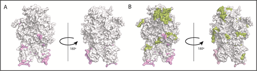 Figure 6. Mapping of the MAPPs assay derived peptides on FVIII structure. (A) Surface representation of the FVIII structure (PDB ID 2R7E) with the regions identified to be VWF-binding sites10,39 (pink). (B) Structure depicted in panel A with the regions yielding MHC-II–presented FVIII-derived peptides unique to FL-rFVIII (green). Peptides in green (see domain labels for peptide location) were identified on MoDCs incubated with FL-rFVIII plus pdVWF but not identified when MoDCs from the same subject were incubated with pdFVIII plus pdVWF (ie, protected in the pdFVIII protein). The FVIII domains are identified on the figure in bold letters.