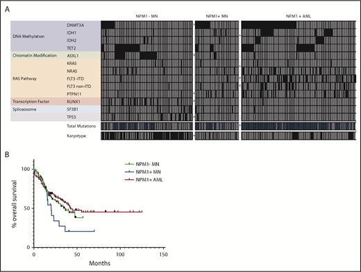 Figure 1. Genetic and clinical outcome characteristics of NPM1− MN, NPM1+ MN, and NPM1+ AML. (A) Heatmap of commonly evaluated genes, cytogenetic findings, and total mutational counts across all cases of NPM1− MN (n = 95), NPM1+ MN (n = 45), and NPM1+ AML (n = 119). Each column represents an individual patient. All comutations (filled squares = mutation identified) and cytogenetic findings (filled squares = identified deviation from 46,XX or 46,XY) in binary format. Total mutation count per case stratified at greater than (filled square) or less than or equal to 2, by cohort as follows: NPM1− MN (46/95), NPM1+ MN (21/45), and NPM1+ AML (101/119). *Statistically significant differences in proportions between flanking groups (P < .05, Fisher’s exact test). (B) NPM1+ MN (n = 45) exhibit shorter median OS (20 months) than NPM1- MN (36.6 months, n = 95), and NPM1+ AML (42.4 months, n = 119).