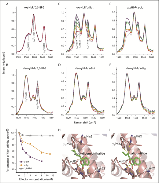 Figure 2. Phthalides stabilize oxyHbF in the low-oxygen-affinity state. RR spectroscopy of oxyHbF treated with varying amounts of 2,3-BPG (A), z-butylidenephthalide (B), and z-ligustilide (C) and deoxyHbF treated with varying amounts of 2,3-BPG (D), z-butylidenephthalide (E), and z-ligustilide (F). Color code for panels A-F: pure HbF (gray), HbF treated with the specified effector of 1 mM (red), 4 mM (orange), 8 mM (green), and 12 mM (violet). (G) Percentages of the high-affinity state for oxyHbF treated with z-butylidenephthalide (purple curve), z-ligustilide (orange curve), and 2,3-BPG (gray curve) with increasing degrees of treatment. (H) Active sites of HbF upon treatment with z-butylidenephthalide, with the intermolecular interactions denoted as yellow dashed lines. (I) Active sites of HbF upon treatment with z-ligustilide, with the intermolecular interactions denoted as yellow dashed lines.
