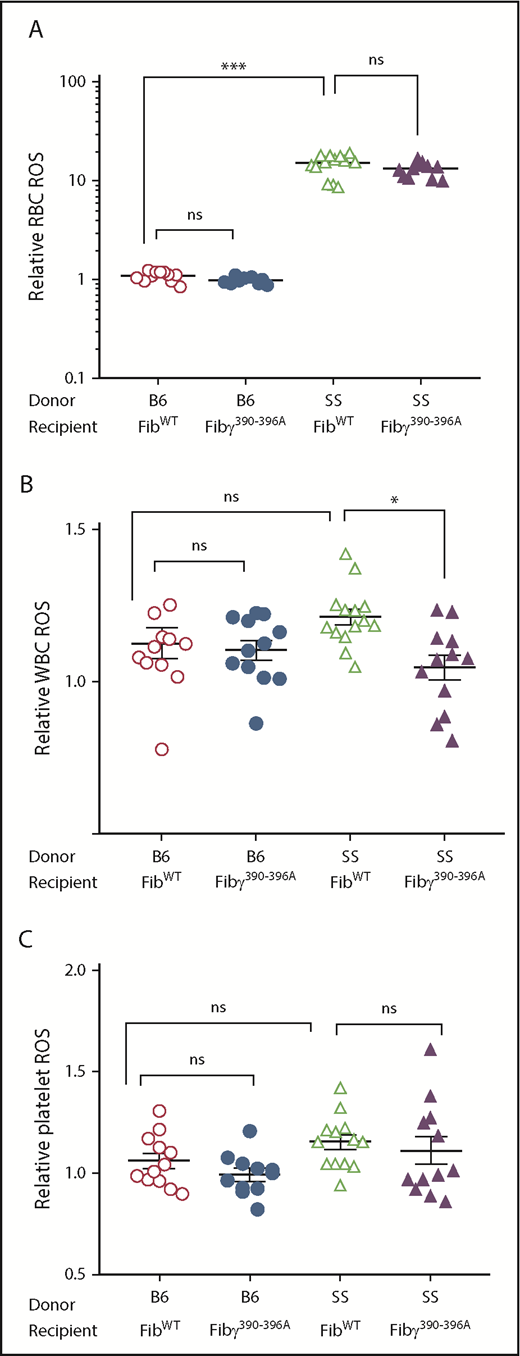 Figure 1. Relative ROS production of WBCs is reduced in Fibγ390-396A SS mice compared with the FibWT SS mice. Blood samples from the experimental mice were collected 9 months after BMT and stained with RBCs, WBCs, and platelet-specific antibodies and ROS detection reagent (CM-H2-DCFDA). (A) Relative RBC ROS. (B) Relative WBC ROS. (C) Relative platelets ROS. FibWT B6 (n = 12-14), Fibγ390-396A B6 (n = 11-14), FibWT SS (n = 12-14), and Fibγ390-396A SS (n = 12-14). Similar number of fully chimeric male and female mice were used in the experimental groups. Each symbol in the graph represents an individual mouse. The bars in the graph indicate the mean ± SEM. Statistical significance was determined using 1-way ANOVA followed by the Tukey's multiple comparison test; statistical significance is indicated as **P ≤ .01, ****P ≤ .0001. (A) For RBC ROS, the Dunn's test was used; ***P ≤ .001. ns, not significant.
