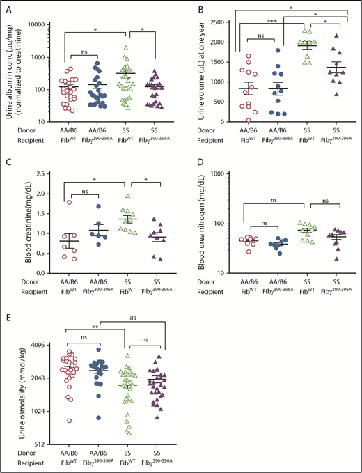 Figure 5. Urine albumin, urine volume, and blood creatinine are reduced in Fibγ390-396A SS mice compared with the FibWT SS mice. One year after BMT, urine samples were collected for 24 hours from the experimental mice and albumin concentration was measured by the mouse albumin ELISA kit. (A) Urine albumin (normalized by urine creatinine) is reduced in Fibγ390-396A SS mice compared with the FibWT SS mice. (B) Urine volume is decreased in Fibγ390-396A SS mice compared with the FibWT SS mice. One year after BMT, blood samples were collected from the experimental mice. Platelet-poor plasma samples were used for urea nitrogen and creatinine measurement. (C) Blood creatinine is decreased in Fibγ390-396A SS mice compared with the FibWT SS mice. (D) Blood urea nitrogen shows a trend for reduction in Fibγ390-396A SS mice compared with the FibWT SS mice. (E) Urine osmolality is not improved in Fibγ390-396A SS mice compared with the FibWT SS mice. Similar number of fully chimeric male and female mice were used in the experimental groups. Each symbol represents an individual mouse. The bars in the graph indicate the mean ± SEM. Statistical significance was determined using 1-way ANOVA followed by the Tukey's multiple comparison test; statistical significance is indicated as ***P ≤ .001, **P ≤ .01, *P ≤ .05. (D) For blood urea nitrogen, the Dunn test were used.