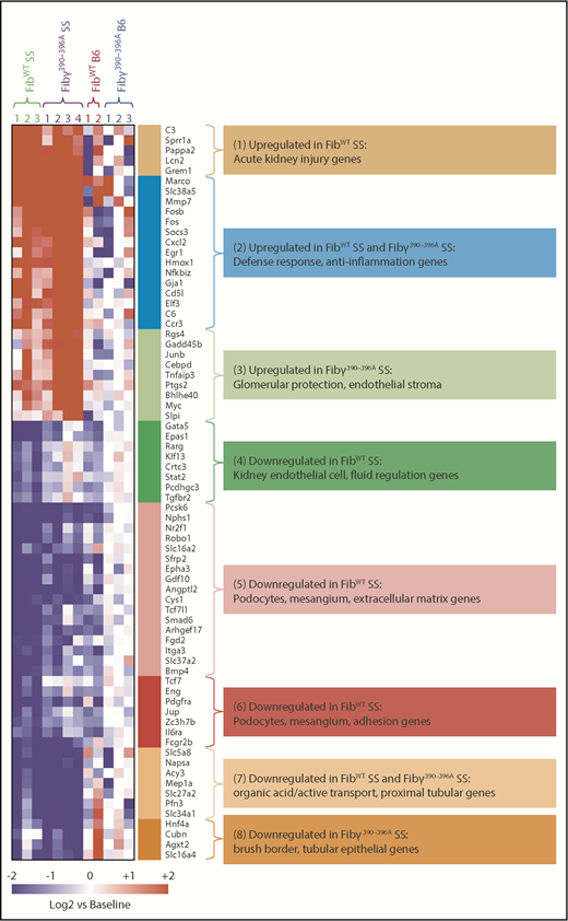 Figure 6. Glomerular injury responses to SCA are strongly modified by the Fib γ390-396 domain. RNA-sequencing analyses of glomerular fractions of kidney from the experimental mice 1 year posttransplant reveal chronic injury and loss of normal cellular programming in FibWT SS mice compared with the Fibγ390-396A SS mice. Heatmap data and gene-ontology pathways showing differentially expressed transcripts in FibWT SS (n = 3) vs Fibγ390-396A SS (n = 4) mice glomeruli. FibWT B6 (n = 2) and Fibγ390-396A B6 (n = 3) mice glomeruli were used as control. The most significant enrichments among each of the clusters are indicated by color codes (ToppGene functional enrichments were determined using the complete clusters as shown in supplemental Table 3) and indicate perturbation of the biological processes in the FibWT SS and/or the Fibγ390-396A SS group. Also see supplemental Figure 14 as well as supplemental Table 3 for expanded gene lists associated with each gene cluster. Differentially expressed genes were determined based on Welch ANOVA using a false discovery rate of 0.1 and fold-change >2 for any group comparison.