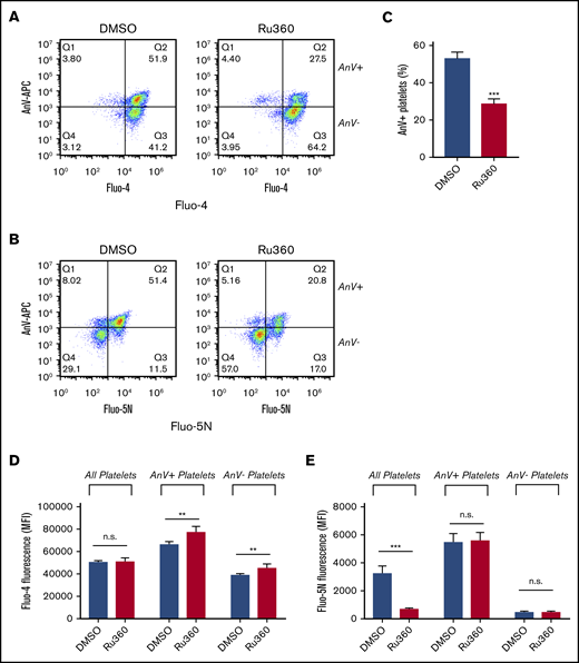 Role of MCU in procoagulant platelet generation. To test the role of MCU, Fluo-4– or Fluo-5N–loaded platelets were treated with the MCU blocker Ru360 (10 µM), stimulated with Thr/CRP-XL in the presence of AnV-APC, and analyzed by using flow cytometry. Representative density plots are shown for Fluo-4–loaded platelets (A) or Fluo-5N–loaded platelets (B). (C) The percentage of platelets that bound AnV (***P < .001; paired Student t test). The effect of Ru360 on Fluo-4 (D) or Fluo-5N (E) fluorescence in all platelets, AnV+ platelets, and AnV– platelets. **P < .01, ***P < .001 for dimethyl sulfoxide (DMSO) vs Ru360-treated platelets; 2-way analysis of variance with the Šidák multiple comparison test; n = 4.