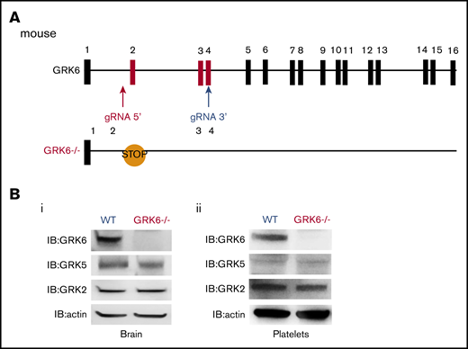Generation and characterization of GRK6−/−mice. (A) Strategy for introducing stop codon in the mouse GRK6 gene. The gRNA 5′ and gRNA 3′ were combined with Cas9 messenger RNA for subsequent cytoplasmic injection of fertilized mouse eggs. Embryos were then transferred to pseudopregnant C57BL/6 female mice. After birth, 10-day-old mice were tail-snipped, and genomic DNA was extracted for genotyping and sequencing. The founder mice were each bred to the F1 generation using C57BL/6 mice for further analysis. CRISPR-mediated genome editing introduced a premature stop codon in exon 2. (B) Deletion of GRK6 does not affect GRK2 or GRK5 protein expression in mouse brain (i; N = 3) or platelets (ii; N = 2). Lysates were probed for GRK6 before being successively reprobed for GRK5, GRK2, or actin.
