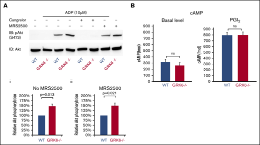 The impact of deleting GRK6 on Akt phosphorylation. (A) Gel-filtered platelets from GRK6−/− mice or matched WT controls were lysed directly or incubated with 10 μM ADP for 5 minutes in the presence or absence of the P2Y1 antagonist MRS2500 (50 μM) or the P2Y12 antagonist cangrelor (100 nM), as indicated. (Ai) Lysates were probed with anti–p-Akt (S473) and reprobed with anti-Akt antibody. (Aii) The p-Akt signal was normalized to the Akt loading control and is represented as signal relative to that of the WT without antagonist and (Aiii) relative to that of the WT under the same conditions in the presence of the P2Y1 antagonist MRS2500. Data are mean ± SEM (N = 3). (B). There is no difference of cAMP formation in WT vs GRK6−/−. (Left) Basal cAMP concentration in GRK6−/− platelets (N = 4) and matched controls (N = 4). (Right) cAMP levels in platelets incubated with PGI2 at the final concentrations 15 μM (mean ± SEM, N = 4). Basal cAMP levels were normal in GRK6−/− platelets, and there was no difference in PGI2-stimulated cAMP formation in WT vs GRK6−/− platelets.