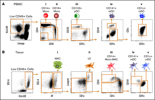 Candidate LCH precursors: myeloid lineages in peripheral blood and tissue. (A) CD45+Lineage−HLA-DR+ subsets from PBMCs (lineage contains CD3, CD19, CD20, and CD56). (i) CD14+CD16− classical monocytes. (ii) CD14lowCD16+ nonclassical monocytes. (iii) CD11c−CD123+ pDCs. (iv) CD11clowCD141+ mDCs (DC1). (v) CD11c+CD1c+ mDCs (DC2). (B) CD45+HLA-DR+ subsets from tissues. (i) AF+ macrophages. (ii) CD1a+Langerin+ LCs. (iii) CD11c+CD14+ monocytes-macrophages (Mono-Mac). (iv) CD11clowCD141+ mDCs. (v) CD11c+CD1c+ mDCs. SSC-A, side scatter area.