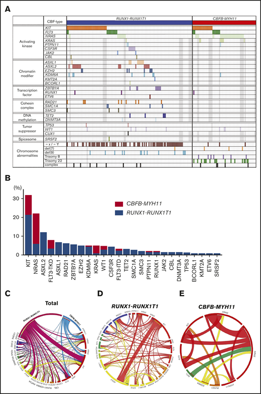 Mutation landscape of AML with RUNX1-RUNX1T1 or CBFB-MYH11. (A) Identified mutations in analyzed patients are shown. Gray boxes indicate the patients whose samples were not analyzed. (B) The frequency of recurrently mutated genes by CBF-AML fusion type is shown. (C) Circos plots illustrate the association of mutated genes in AML with RUNX1-RUNX1T1 or CBFB-MYH11. (D-E) Circos plots illustrate the association of mutated genes in AML with RUNX1-RUNX1T1 and AML with CBFB-MYH11. The width of the arches indicates the percentage of mutations.