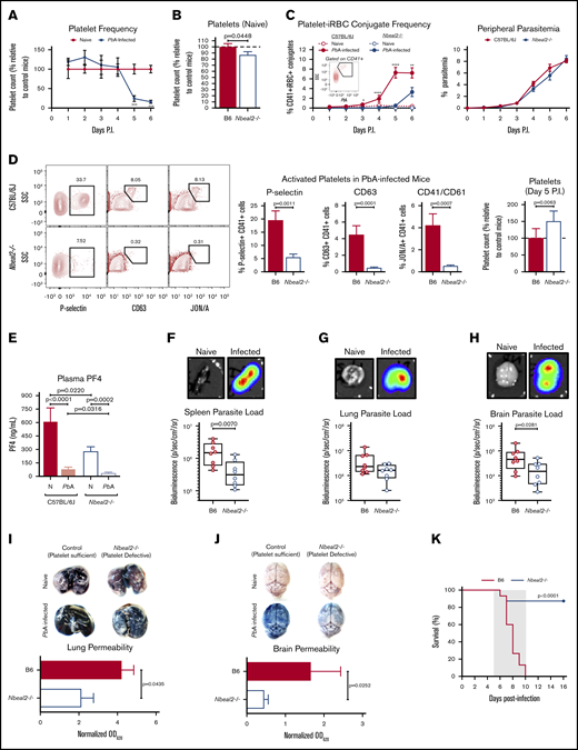 Nbeal2 deficiency significantly alters parasite sequestration, lung and brain pathology, and survival in PbA-infected mice. (A) Time course of platelets in peripheral blood of C57BL/6J mice after PbA infection compared with naive control mice (n = 7-10 mice/group) as determined by flow cytometry. (B) Platelets in whole blood of naive Nbeal2−/− mice normalized to naive C57BL/6J (B6) control mice as determined by flow cytometry (n = 20-24 mice/group). (C) Frequency of platelet-iRBC conjugates (left, n = 10-20 mice/group) in whole blood of C57BL/6J and Nbeal2−/− mice after PbA-GFP infection and time course of peripheral parasitemia as determined by staining and counting of thin blood smears (right, n = 10 mice/group). (D) Representative flow cytometry plots and quantification of the frequency of P-selectin+, CD63+, and CD41/CD61+ platelets as well as total platelets normalized to control mice in whole blood isolated from C57BL/6J (B6) and Nbeal2−/− mice at day 5 after infection with PbA (n = 10-26 mice/group). (E) Quantification of PF4 in the plasma of C57BL/6J and Nbeal2−/− mice at day 6 after infection with PbA (n = 10-14 mice/group) or naive (N) (n = 9-10 mice/group) as determined by ELISA. (F-H) Representative images and bioluminescence quantification of sequestered PbA schizonts expressing luciferase under the AMA-1 promoter in spleens (F), lungs (G), and brains (H) of PbA-infected C57BL/6J (B6) and Nbeal2−/− mice (n = 8 mice/group). Values are normalized to naive control mice from each respective group (n = 4 mice/group). (I-J) Lung permeability (I) and brain permeability (J) in C57BL/6J (B6) and Nbeal2−/− mice injected IV with 200 μL of 1% Evans blue dye at day 6 after infection with PbA (n = 9-13/group). Representative images and quantification of dye extracted from whole organs are shown. Optical density values are normalized to naive control mice from each respective group (n = 4 mice/group). (K) Survival curves of PbA-infected Nbeal2−/− (blue line) and C57BL/6J (B6, red line) mice (n = 15-16 mice/group). The gray shaded region represents the typical timeframe of death from ECM. Graphs in panels A-E and I-J represent the mean ± standard error of the mean. Boxes in panels F-H represent the median ± the 25th and 75th percentiles with minimum/maximum whiskers. Statistical analyses were performed using the Mann-Whitney U test (A-J) and log-rank Mantel-Cox test (K). Only statistically significant (P < .05) values are shown. For graphs in panels A and C, *P < .05, **P < .005, ***P < .0005, and ****P < .0001. Figures represent combined data from 2 (A; C, right; D, middle and right graphs; and E-J) or ≥3 (B; C, left; D, left; and K) independent experiments. P.I., postinfection; SSC, side scatter.