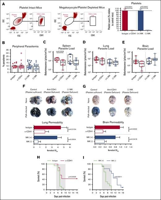 Platelet depletion recapitulates the reduced organ pathology and increased survival observed in Nbeal2−/−mice. (A) Representative flow cytometry plots of platelets in mouse whole blood when platelets are present (left, platelet intact mice) or absent (right, megakaryocyte/platelet–depleted mice). Platelets in whole blood of platelet-depleted anti-CD41–treated C57BL/6J mice (α-CD41) and diphtheria toxin–treated (−) MK mice normalized to their respective platelet intact control groups as quantified by flow cytometry (n = 29-37 mice/group). C57BL/6J mice were intraperitoneally injected with 100 μg of either an anti-CD41 or isotype control antibody on day 1 after PbA infection, and platelets were measured on day 3 after PbA infection. PF4-Cre–negative iDTR ((+) MK) (megakaryocyte and platelet sufficient) and (−) MK (megakaryocyte and platelet deficient) mice were intraperitoneally injected with 20 ng diphtheria toxin on days −7, −4, and −1 prior to PbA infection, and platelets were measured on day 0 of PbA infection. (B) Frequency of infected RBCs in peripheral blood of C57BL/6J mice given either an isotype control or anti-CD41 (α-CD41) antibody and diphtheria toxin–treated (+) MK and (−) MK mice at day 6 after infection with PbA as determined by staining and counting of thin blood smears (n = 14-20 mice/group). (C-E) Bioluminescence quantification of sequestered PbA schizonts expressing luciferase under the AMA-1 promoter in spleens (C), lungs (D), and brains (E) of PbA-infected mice in designated groups (n = 8-9 mice/group). Values are normalized to naïve control mice from each respective group (n = 4 mice/group). (F-G) Lung permeability (F) and brain permeability (G) in platelet-intact and depleted mice as described in panel A injected IV with 200 μL of 1% Evans blue dye at day 6 after infection with PbA (n = 7-11 mice/group). Representative images and quantification of dye extracted from whole organs are shown. Optical density values are normalized to naive control mice from each respective group (n = 4-5 mice/group). (H) Survival curves of PbA-infected C57BL/6J mice given an anti-CD41 (α-CD41, red line) or isotype control (green line) antibody on day 1 after infection (n = 15-21 mice/group). (I) Survival curves of PbA-infected (−) MK (blue line) and (+) MK (green line) mice given diphtheria toxin on days −7, −4, and −1 prior to infection (n = 11-13 mice/group). The gray shaded regions represent the typical timeframe of death from ECM. Bar graphs in panels A-B and F-G represent the mean ± standard error of the mean. Boxes in panels C-E represent the median ± the 25th and 75th percentiles with minimum/maximum whiskers. Statistical analyses were performed using the Mann-Whitney U test for isotype/α-CD41 and (+) MK/(−) MK groups, respectively (as separated by gray dotted line) (A-G) and log-rank Mantel-Cox test (H-I). Only statistically significant (P < .05) values are shown. Figures represent combined data from 2 (C-G,I) or ≥3 (A-B,H) independent experiments. FSC, forward scatter.