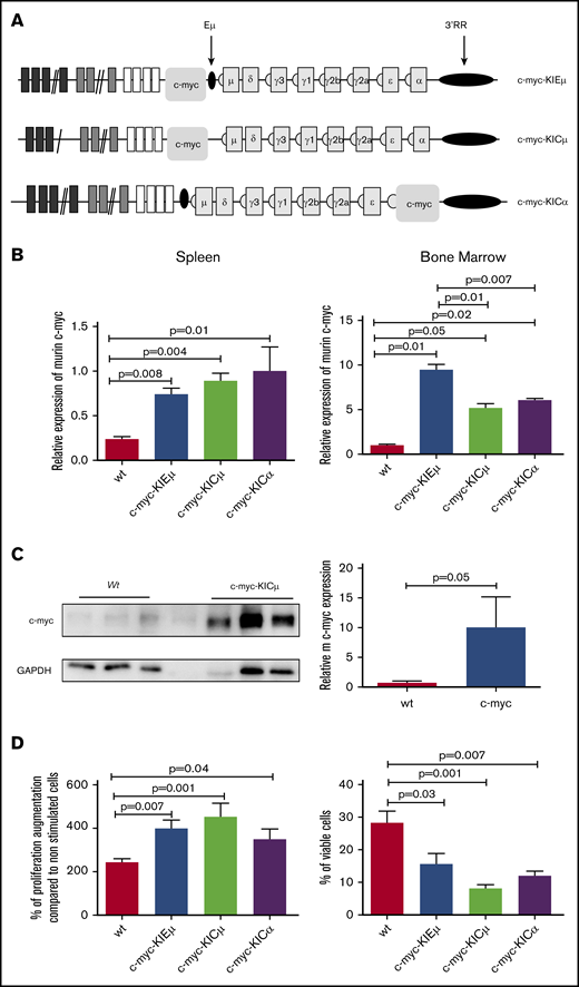 c-myc in IgH-c-myc transgenic mice. (A) Schematic representation of the IgH locus (not to scale) with the location of the inserted c-myc. (B) QPCR analysis of c-myc transcripts in B-cell splenocytes (left) and immature bone marrow B-cells (right). B-cell splenocytes results are reported as means ± standard error of the mean (SEM) of 4 c-myc-KIEμ, 5 c-myc-KICμ, 3 c-myc-KICα, and 8 wt mice. Immature bone marrow B-cell results are reported as means ± SEM of 5 c-myc-KIEμ, 3 c-myc-KICμ, 4 c-myc-KICα, and 3 wt mice. Significances were determined with the Mann-Whitney U test. (C) Western blot analysis of c-myc in B-cell splenocytes from wt and transgenic mice. An experiment with cells from 3 wt mice and 3 c-myc-KICμ mice is reported. Significance determined with the Mann-Whitney U test. Please note that line 4 contains a too-diluted c-myc sample not included in the statistical analysis (this line was kept to conserve the original format of the western blot). The original blot is reported in supplemental Figure 1. (D) Proliferation (left) and apoptosis (right) in B splenocytes from IgH c-myc KI transgenic mice. (Left) Proliferation was evaluated with the 3-(4,5 dimethylthiazol-2-yl)-5-(3-carboxymethoxyphenyl-2-(4-sulfophenyl)-2H-tetrazolium assay after 3 days stimulation with 0.5 μg/mL LPS + 0.1 μg/mL anti-CD40. Results (percentage of increase compared with unstimulated cells) are reported as means ± SEM of 4 c-myc-KIEμ, 8 c-myc-KICμ, 7 c-myc-KICα, and 18 wt mice. (Right) Apoptosis in B-cell splenocytes from IgH c-myc KI transgenic mice. Percentages of living cells were determined after 24 hours treatment with 0.01 μM H2O2. Results are reported as means ± SEM of 4 c-myc-KIEμ, 6 c-myc-KICμ, 6 c-myc-KICα, and 14 wt mice.