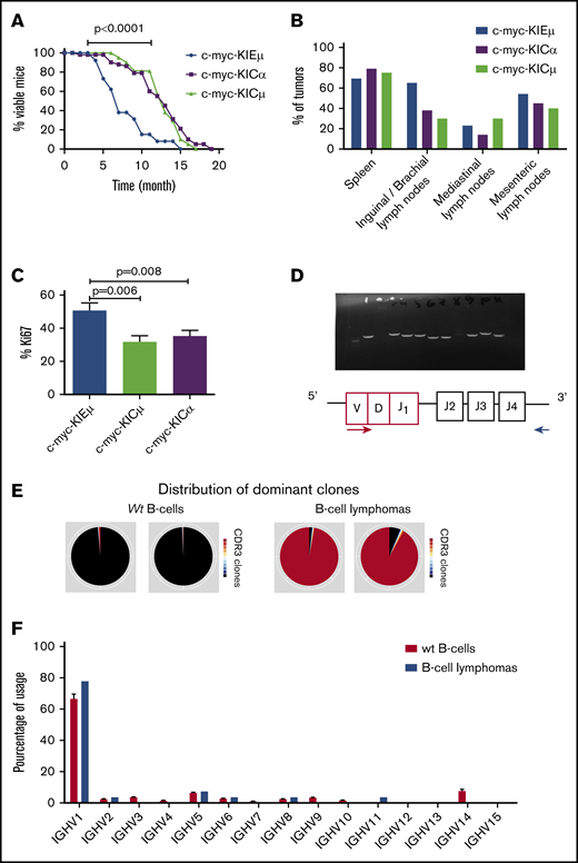 Lifespan of IgH-c-myc transgenic mice. (A) Survival curves of 26 c-myc-KIEμ, 21 c-myc-KICμ, and 42 c-myc-KICα mice. Significance was determined with the Gehan-Breslow-Wilcoxon test. (B) Locations of lymphomas in c-myc-KIEμ, c-myc-KICμ, and c-myc-KICα mice. Several sites were found in the same mouse. (C) Ki67 index of proliferation of B-cell lymphomas in IgH-c-myc transgenic mice. The Ki67 index was calculated in B-cell lymphomas from 24 c-myc-KIEμ, 20 c-myc-KICμ, and 42 c-myc-KICα mice. (D) Clonal origin of B-cell lymphomas of IgH-c-myc transgenic mice. The forward primer was consensus for the VHJ558 family and the reverse primer was 3′ to the JH4 segment, thus amplifying in theory 4 rearranged bands (VHJ558DxJ1, VHJ558DxJ2, VHJ558DxJ3, and VHJ558DxJ4) of various lengths. The scheme represents a VDJ1 rearrangement. Amplification with several different genomic DNAs confirmed the clonal status of the B-cell lymphoma. The lack of amplification indicated the use of a V segment different from the VHJ558 family. The size marker is in the first lane. (E) Sequencing confirmed the clonal status of B-cell lymphoma of IgH-c-myc transgenic mice. Two representative experiments of 5 for wt mice (left) and of 27 for B-cell lymphomas from IgH-c-myc transgenic mice (right) are reported. (F) The VH segments used for B-cell lymphomas from IgH-c-myc transgenic mice matched with the B-cell repertoire in wt mice (same mice as in panel E).