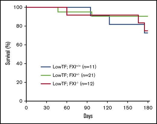 Survival of low-TF mice with different levels of FXI. Low-TF;FXI+/+, low-TF;FXI+/−, and low-TF;FXI−/− mice were assessed in a 6-month survival study. As expected, 27% (3 of 11) of low-TF;FXI+/+ mice died by 6 months with evidence of pulmonary hemorrhage. By comparison 10% (2 of 21) of low-TF;FXI+/− and 25% (3 of 12) of low-TF;FXI−/− mice died by 6 months with evidence of pulmonary hemorrhage. No significant difference in survival was observed between groups. P > .05, log-rank test.