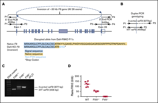 An inbred Dahl-FVIII−/−rat model is established by using a CRISPR/Cas9 strategy. (A) Schematic diagram of the inverted F8 gene in our Dahl-FVIII−/− rat model. All 26 exons were inverted. (B) Schematic diagram of duplex PCR genotyping. (C) PCR detection of the inverted rat F8 gene. Shown is a representative image from duplex PCR genotyping using 3 primers (P1, P2, and P3 shown in panels A and B). DNA was purified from peripheral leukocytes. A fragment of 677 bp was amplified from the inverted rat F8 gene. A fragment of 456 bp was amplified from the WT rat F8 gene. (D) Functional FVIII:C levels in plasma. Blood samples were collected from the ventral tail artery, and plasmas were isolated. FVIII:C levels were determined by using a chromogenic assay. There was no detectable FVIII:C in plasma of Dahl-FVIII−/− rats.