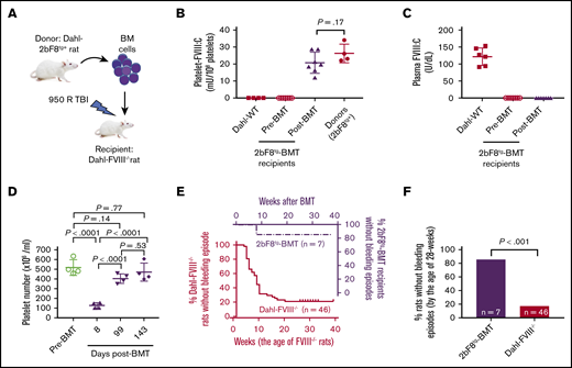 BMT of 2bF8 genetically modified hematopoietic stem cells rescues the severe spontaneous hemorrhagic phenotype in Dahl-FVIII−/−rats. BM nucleated cells from 2bF8 transgenic rats were transplanted into 8- to 16-week-old Dahl-FVIII−/− rats preconditioned with 950 cGy total-body irradiation. Animals were closely monitored for bleeding episodes. After BM reconstitution, blood samples were collected from the ventral tail artery at various time points. Platelets and plasma were isolated for FVIII assays. Functional FVIII expression levels were determined by using a modified chromogenic assay of platelet lysates and plasmas. B-domain–deleted rhFVIII (Xyntha) was used as a reference standard for FVIII:C assays. (A) A schematic diagram for BMT. (B) Platelet FVIII expression levels in Dahl-FVIII−/− recipients after receiving BMT from 2bF8tg rats. Data shown are the average platelet FVIII:C calculated from 3 time points after BMT. Platelets isolated from Dahl-2bF8tg donors and Dahl-WT were used as controls. (C) Plasma FVIII expression levels in Dahl-FVIII−/− rats after receiving BMT from 2bF8tg animals. (D) Platelet counts in peripheral blood from recipients at various time points after BMT. Platelet counts were analyzed by using the Vet ABC Hematology Analyzer (scil animal care company, Gernee, IL). (E) Occurrence of spontaneous bleeding episodes in Dahl-FVIII−/− recipients after receiving BMT from 2bF8tg rats. The bleeding event in Dahl-FVIII−/− rats without BMT was used as a control. (F) Frequency of spontaneous bleeding episodes in 2bF8tg-BMT recipients by the age of 28 weeks compared with Dahl-FVIII−/− rats.