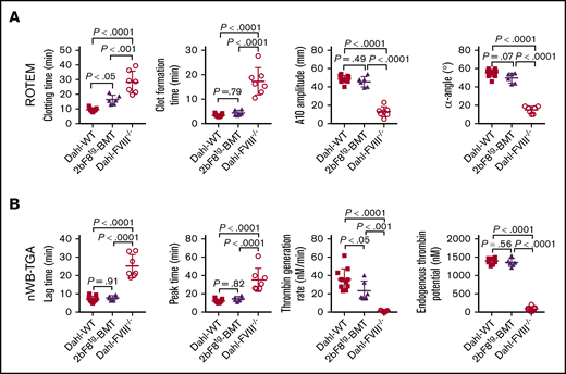 Platelet-targeted FVIII expression restores functional hemostatic properties in Dahl-FVIII−/−rats that received 2bF8tg-BMT. Five months after receiving BMT from 2bF8tg rats, blood samples were collected from Dahl-FVIII−/− recipients via the ventral tail artery. Sodium citrate was used as an anticoagulant. Blood samples were recalcified for ROTEM analysis and TGA. Blood samples from Dahl-WT and Dahl-FVIII−/− rats were used as controls. (A) Native ROTEM analysis of the whole-blood coagulation status in Dahl-FVIII−/− recipients after receiving BMT from 2bF8tg rats. The parameters analyzed included clotting time, clot formation time, A10 amplitude, and α-angle. (B) Evaluation by nWB-TGA of the hemostatic system in Dahl-FVIII−/− recipients after receiving BMT from 2bF8tg rats. The parameters analyzed include lag time, peak time, thrombin generation rate, and endogenous thrombin potential.