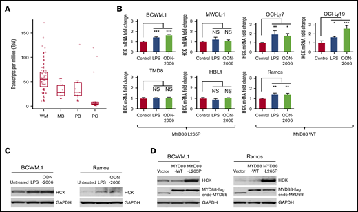 TLR/MYD88 signaling promotes HCK expression in B-cell lymphoma cells. (A) HCK transcript levels by transcriptome analysis in MYD88-mutated bone marrow LPCs from WM patients (WM), peripheral CD19+ B cells (PB), and CD19+CD27+ memory B cells (MB) from healthy donors, and CD138+ bone marrow plasma cells (PC) from healthy donors. (B) Quantitative RT-PCR to detect HCK transcript levels was performed following stimulation with a TLR4 (LPS-EB), TLR9 (ODN-2006) for 24 hours in MYD88-mutated BCWM.1, MWCL-1, TMD-8, HBL-1 cells, and MYD88WT OCI-Ly7, OCI-Ly19, and Ramos cells. (C) HCK protein expression was assessed by western blot analysis following stimulation with TLR4 (LPS-EB) and TLR9 (ODN-2006) agonists for 48 hours in MYD88-mutated BCWM.1 and MYD88WT Ramos cells. (D) HCK protein expression by western blot analysis following transduction of vector only, or vectors expressing MYD88WT or MYD88L265P in BCWM.1 and Ramos cells. *P < .05; **P < .01; ***P < .001. endo-MYD88, endogenous MYD88; MYD88-flag, N-terminal flag-tagged MYD88; NS, not significant.