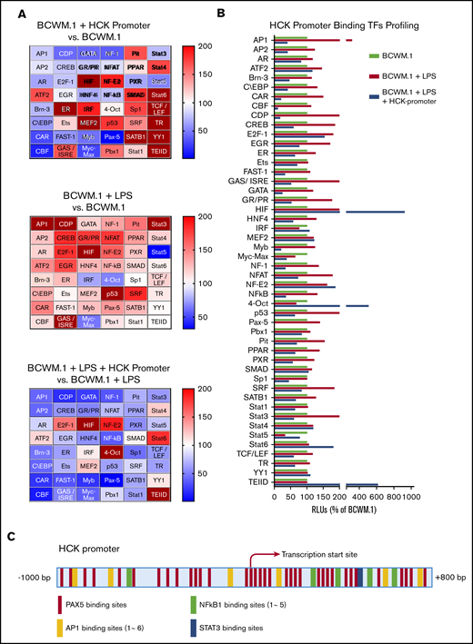 TF binding profile and consensus binding motifs for HCK promoter. (A) Findings from Promoter-binding studies to delineate TFs bound to the HCK promoter in MYD88-mutated cells. Heat maps indicate change in relative luminescence units (RLU%), which depict free unbound activated TFs in nuclear extracts from MYD88-mutated BCWM.1 cells. Top panel depicts RLU changes following the addition of HCK promoter sequence to nuclear extract of unstimulated BCWM.1 cells (BCWM.1 + HCK promoter vs BCWM.1). Middle panel depicts RLU changes in BCWM.1 cell nuclear extracts following LPS stimulation (BCWM.1 + LPS). Bottom panel depicts RLU changes in LPS-stimulated BCWM.1 cell nuclear extract following the addition of HCK promoter sequence (BCWM.1 + LPS + HCK promoter vs BCWM.1 + LPS). Blue to brown spectrum in heat maps indicates relative level increase in free activated TFs detected by Promoter-binding assay. (B) Cross-sample comparison of RLU% depicting free unbound activated TFs after addition of HCK promoter in unstimulated BCWM.1 cell nuclear extracts; LPS-stimulated BCWM.1 cell nuclear extracts; and after addition of HCK promoter sequence in LPS-stimulated BCWM.1 cell nuclear extract. (C) PROMO-weighted consensus TF-binding sites for TFs predicted to bind to the HCK promoter.