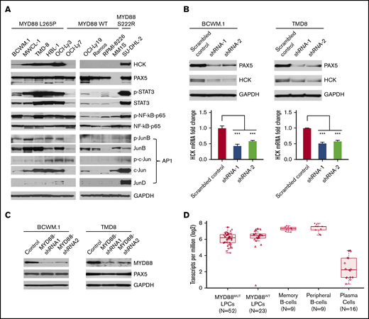 TF expression, activation, and the impact of PAX5 on HCK transcription in MYD88-mutated lymphoma cells. (A) Western blot studies depicting protein expression levels of PAX5, STAT3, NF-kB (NF-κB-p65), and AP-1 complex members (JunB, c-Jun, JunD) predicted by TF promoter-binding assay and PROMO analysis as HCK promoter binding TFs in MYD88-mutated WM and ABC-DLBCL cell lines (BCWM.1, MWCL-1, TMD-8, HBL-1, OCI-Ly3, and SU-DHL-2) and MYD88 wild-type B-cell lymphoma (OCI-Ly7, OCI-Ly19, Ramos) and myeloma cells (RPMI-8226, MM.1S). The HCK protein expression levels and the phosphorylation levels of mutated MYD88–directed TFs STAT3, NF-κB-p65, and AP-1 complex members (JunB, c-Jun) were also detected. GAPDH protein expression was used to demonstrate uniform protein loading. (B) The regulation of HCK transcription by PAX5 was assessed by lentiviral knockdown of PAX5 with 2 distinct shRNAs in MYD88-mutated BCWM.1 and TMD-8 cells and compared with scrambled control vector. Quantitative RT-PCR was performed after day 5 of lentiviral transduction. HCK protein levels and knockdown efficiencies for PAX5 were analyzed by western blot at the same time as the sample collection for HCK mRNA quantification. GAPDH was used for loading control. (C) The regulation of PAX5 by mutated MYD88 was assessed by lentiviral-mediated knockdown of MYD88 in MYD88-mutated BCWM.1 and TMD-8 cells using 2 distinct shRNAs and compared with scrambled control vector. Protein levels of PAX5 are shown, and GADPH served as a protein loading control. (D) Transcriptome analysis depicting PAX5 transcript levels in CD19-selected bone marrow LPCs from MYD88-mutated WM patients, and MYD88 wild-type WM patients; peripheral CD19-selected B cells and CD19- and CD27-selected memory B cells from healthy donors; and CD138-selected bone marrow plasma cells from healthy donors. ***P < .001.