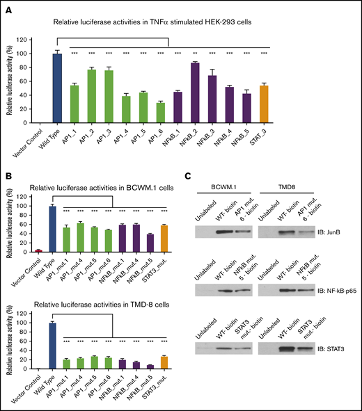 Deletion of STAT3, AP-1, and NF-kB consensus DNA motifs reduces HCK promoter activity and their binding to HCK promoter in MYD88-mutated WM and ABC-DLBCL cells. HCK promoter activity was assessed following deletion of AP-1, STAT3, and NF-kB binding sites in TNF-α–stimulated HEK-293 cells (A), and MYD88-mutated BCWM.1 and TMD-8 cells (B). (C) The binding of biotin-labeled HCK promoter to the corresponding TFs NF-kB, STAT3, and AP-1 was also reduced by indicated mutants in pull-down assays. **P < .01; ***P < .001.