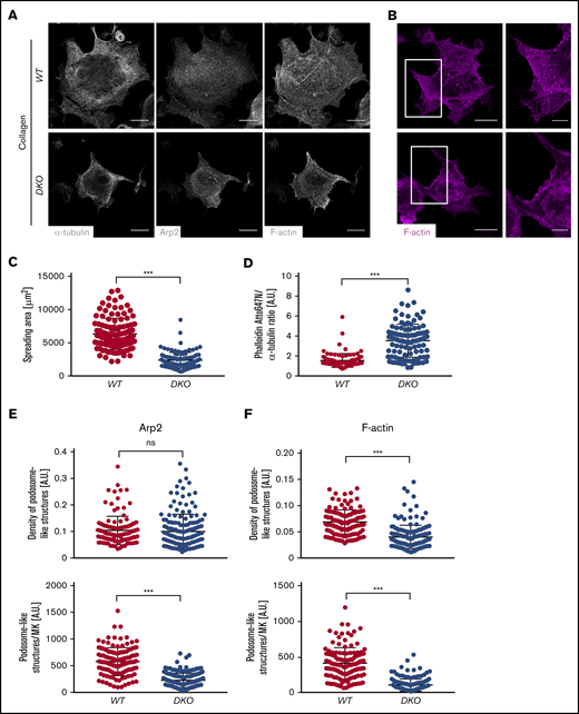 Defective spreading and actin remodeling of DKO MKs upon adhesion to Horm collagen. (A) Representative lowest plane images of spread BM-derived MKs analyzed by confocal microscopy (Leica TCS SP8) using a 40× objective. Scale bars, 25 µm. (B) Quantification of MK spreading area. At least 30 MKs were analyzed per animal. Values are mean ± SD (n = 3). (C-F) Analysis of F-actin distribution in WT and DKO MKs spread on Horm collagen. (B) Visualization of podosome-like structures by F-actin and Arp2 staining. Scale bars, 25 µm; insets, 10 µm. (C) Quantification of phalloidin fluorescence intensity (FI) normalized to α-tubulin (D), density of podosome-like structures (number per µm2) as well as total numbers in the Arp2- (E) and F-actin–channel (F) in control and DKO MKs spread on Horm collagen. Quantification was done using ImageJ Software. Unpaired, 2-tailed Student t test. ***P < .001. A.U., arbitrary unit; ns, nonsignificant.