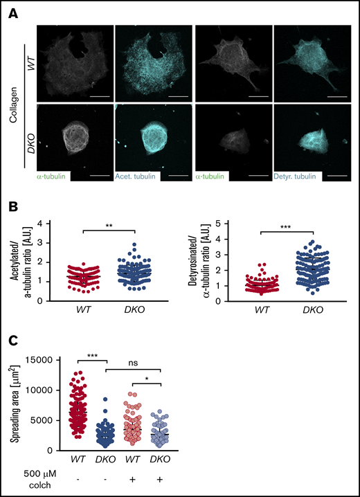 Altered posttranslational modifications of microtubules in spread DKO MKs. (A) MKs were allowed to spread on Horm collagen and stained for acetylated or detyrosinated microtubules. (B) Fluorescence intensity of acetylated or detyrosinated microtubules was assessed using ImageJ Software. Values were normalized to α-tubulin. Values are mean ± SD (n = 3). Unpaired, 2-tailed Student t test. **P < .01; ***P < .001. (C) MKs were incubated with 500 µm colchicine for 30 minutes at 37°C, washed, resuspended in TPO-conditioned medium, and allowed to spread on Horm collagen. Spreading area was analyzed using ImageJ software. At least 30 MKs were analyzed per animal. Values are mean ± SD (n = 3). One-way ANOVA with Sidak correction for multiple comparisons. *P < .05; ***P < .001. colch, colchicine.