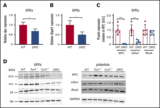 Diminished APC and mDia1 expression in DKO MKs, but not platelets. mRNA content of Apc (A) and Diaph1 (B) in in vitro-matured MKs was quantified by quantitative polymerase chain reaction. Levels were normalized to Sdha and Actb. Values are mean ± SD (n = 3). Unpaired, 2-tailed Student t test. *P < .05. (C-D) MKs or washed platelets from WT, Twf1−/−, Cof1−/−, or DKO mice were immunoblotted for the cytoskeletal regulatory proteins APC, mDia1, and RhoA (D). Images were acquired using an Amersham Image 680 (GE Healthcare). Blots are representative of 3 independent experiments. (C) Densitometric analysis was performed using ImageJ Software. Values were normalized to WT levels. Values are mean ± SD. Unpaired, 2-tailed Student t test. **P < .01.