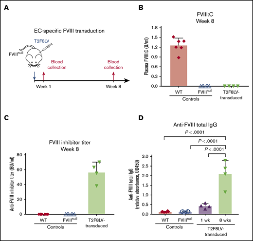 T2F8 LV-mediated in situ transduction of ECs in FVIIInullmice. (A) Schematic diagram of EC-specific FVIII transduction. Approximately 1 × 108 IU of T2F8LV in 300 µL of X-VIVO 10 media were administered into each 6-week-old FVIIInull mouse via tail-vein injection to transduce ECs in situ. Blood samples were collected following transduction, and plasmas were isolated for assays. Blood plasma from nontransduced WT C57BL/6 and naive FVIIInull mice served as controls. (B) Functional FVIII activity (FVIII:C) in plasma. Plasma FVIII:C levels in T2F8LV-transduced mice as determined by chromogenic assay. (C) Anti-FVIII inhibitor titers. Anti-FVIII inhibitor titers in WT, FVIIInull, and FVIIInull T2F8LV-transduced mice were determined by Bethesda assay. (D) Anti-FVIII total IgG in plasmas from T2F8LV-transduced mice as determined by ELISA. Data were analyzed using the 1-way analysis of variance followed by the Tukey test.
