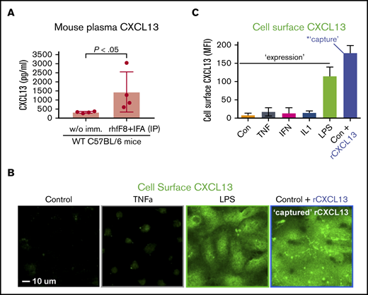 Circulating CXCL13 in vivo and CXCL13 expression and presentation by ECs in vitro. (A) WT C57BL/6 mice were immunized with rhfF8 by intraperitoneal injection with IFA. Blood samples from immunized and paired unimmunized controls were collected 7 days later and plasma CXCL13 was measured by ELISA. (B-C) hDMVECs were cultures in the absence (control) or presence of 100 ng/mL recombinant human inflammatory cytokines (TNF-α, IFN-γ, IL1-β) or 10 ng/mL LPS for 24 hours. Alternatively, untreated control hDMVECs were incubated with 100 ng/mL recombinant human CXCL13 for 1 hour. Cells were then rinsed, fixed, and stained (without permeabilization) with anti-CXCL13 antibody. (B) Representative images (for select conditions) with anti-CXCL13 antibody staining shown in green. Scale bar, 10 μm. (C) For each condition, mean fluorescence intensity (MFI) of CXCL13 staining (representing endogenous expression and cell-surface presentation of CXCL13 or capture/presentation of exogenous CXCL13) was quantified per field of view for a total of 10 fields of view for each of 2 separate experiments and averaged.