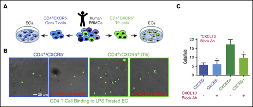 Adhesion of conventional and CXCR5+CD4+T cells to LPS-activated hDMVECs. (A) Human peripheral blood CD4+/CXCR5− (conventional) or CD4+/CXCR5+ (cTf) T cells flow sorted. Equal numbers of CD4+/CXCR5− and CD4+/CXCR5+ T cells were then incubated for 1 hour on hDMVECs that were pretreated for 24 hours with LPS (10 ng/mL) in the absence and presence of 20 μg/mL function-blocking anti-CXCL13 antibody. Samples were then subjected to brief washing with warm media, fixation, staining for CD4, and imaging. (B) Representative fields of view showing phase and fluorescence images overlaid. T cells were labeled with anti-CD4-Alexa488 antibody, shown in green. Scale bar, 20 μm. (C) Quantitation of average number of cells per field of view (10 images per condition for 2 separate experiments).