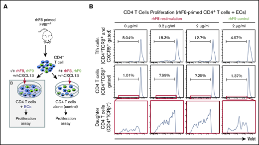 Ag-specific CD4 T-cell proliferation assay. (A) Schematic diagram of T-cell proliferation assay. CD4+ T cells isolated from rhF8-primed FVIIInull mouse were labeled with CellTrace Violet and cocultured with DMVECs that were pretreated with IFN-γ/TNF-α in the presence of CXCL13 and the absence and presence of rhF8 at 37°C in 5% CO2 for 1 week. rhF9 was used as an unrelated Ag control. CD4 T cells plated in the absence of endothelium served as an additional control (supplemental Figure 6). (B) Flow cytometry analysis daughter (proliferated) cells. Cells were stained for CD4, TCRβ, and CXCR5, and analyzed by flow cytometry. Dead cells were excluded by the 7-AAD staining. CD4 T-cell divisions were quantified as the dilution of CellTrace Violet signal in daughter cells away from the initially labeled peak. Results for both CD4 Tfh (top row) and total CD4 (middle row) are shown. Bottom row shows expanded view of daughter cell in the red, boxed regions from the middle row. These data demonstrate that ECs can present FVIII to Tfh cells, promoting Ag-specific cell proliferation.