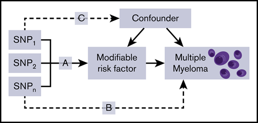 Principles of MR and the assumptions that need to be satisfied to derive unbiased causal effect estimates. Dashed lines represent direct causal and potential pleiotropic effects that would violate MR assumptions. A indicates genetic variants used as IVs are only associated with the modifiable risk factor; B indicates genetic variants only influence the risk of developing MM through the modifiable risk factor; C indicates genetic variants are not associated with any measured or unmeasured confounders. SNP, single-nucleotide polymorphism.