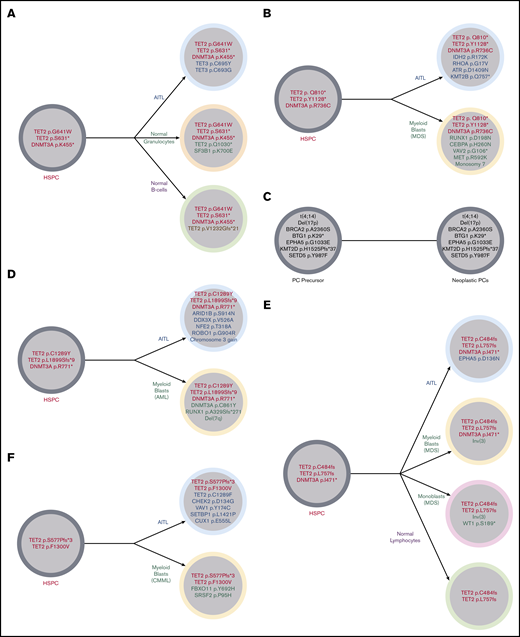 Illustration of the clonal architecture of hematopoietic cell populations from 5 patients. (A) Identical TET2 and DNMT3A mutations were detected in the FC-sorted neoplastic T cells (AITL), normal granulocytes, and normal B cells from the BM of patient 13, suggesting origin of all populations from a shared HSPC precursor harboring TET2 and DNMT3A mutations. This sequenced BM did not meet World Health Organization criteria for diagnosis of a MN. (B) Patient 2 developed MDS with a complex karyotype 2 years after being diagnosed with AITL. Identical DNMT3A and 2 TET2 mutations were identified in the FC-sorted neoplastic T cells from the patient’s original AITL staging BM (obtained 2 years prior to development of MDS) and the bulk BM obtained at the time of the MDS diagnosis (which showed no involvement by AITL), consistent with origin of both neoplasms from a common TET2- and DNMT3A-mutated HSPC precursor. Alterations limited to the AITL included RHOA, IDH2, ATR, and KMT2B mutations, while those limited to the MDS included CEBPA and RUNX1 mutations, consistent with the acquisition of separate and divergent genomic events in each neoplasm. (C) Patient 2 also had a history of smoldering plasma cell (PC) myeloma diagnosed 14 months prior to his AITL. FC sorting of neoplastic T cells and plasma cells and fluorescence in situhybridization analysis of enriched CD138+ plasma cells from his staging BM sample at the time of AITL diagnosis demonstrated differing sets of genetic alterations in each population, consistent with 2 unrelated neoplastic processes. (D) Patient 10 developed AML 2.7 years after his AITL diagnosis. FC-sorted leukemic myeloid blasts and neoplastic T cells from BM shared 2 TET2 mutations and 1 DNMT3A mutation. Alterations limited to the AML included del(7q), a RUNX1 mutation, and an additional DNMT3A mutation, while the AITL harbored a number of mutations (including ARID1B and ROBO1) and gain of chromosome 3 not seen in the AML. (E) Patient 11 developed MDS-EB-1 3.6 years after being diagnosed with AITL. Bulk AITL tissue and FC-sorted neoplastic BM myeloid blasts shared 2 TET2 mutations and 1 DNMT3A mutation; the same TET2 mutations were also identified in FC-sorted normal lymphocytes. Alterations limited to the neoplastic myeloid population included an inv(3), while only the neoplastic T cells had an EPHA5 mutation. (F) Patient 22 developed CMML-0 2.7 years after being diagnosed with AITL. Comparison of VAFs from bulk BM (negative for AITL) and tissue samples demonstrated 2 shared TET2 mutations in AITL and CMML. Only CMML harbored a SRSF2 mutation, while the AITL harbored a number of additional mutations (including an additional TET2 mutation) not identified in CMML. MDS, myelodysplastic syndrome.