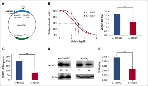 Cellular effects of SNP −1639 G>A. (A) Vector construction. VKORC1 promoter with the SNP −1639 G>A is placed before the VKORC1 cDNA in the pBudCE4.1 vector for carboxylation assay. The vector carries a luciferase gene to control for transfection efficiency. (B) Warfarin inhibition of the SNPs. Inhibition curves (left) relative IC50 level (right). (C) Cellular mRNA level of the SNPs. (D) Cellular protein level of the SNPs. The western blots use the anti-VKORC1 (left) and anti-flag (right) antibodies, with β-actin level (bottom) as controls. (E) Protein level comparison by in-cell ELISA. All error bars represent 3 repeats. **P < .01 by Student t test.