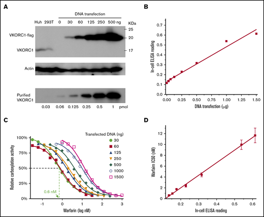 General correlation between warfarin IC50and VKORC1 levels. (A) Quantification of cellular VKORC1 levels. Endogenous VKOR and VKOR transfection in various amounts (top) and purified VKORC1 protein in various amounts (bottom). Anti-VKORC1 antibody was used for the western blots, which were developed simultaneously to allow direct comparison and quantification. (B) In-cell ELISA quantification of the protein level of transfected VKORC1. (C) Warfarin inhibition curves with different amounts of transfected VKORC1. (D) Correlation between warfarin IC50 (from panel C) and VKORC1 protein level. ELISA reading of the protein level is converted from DNA transfection amount (from panel B). Error bars are estimated from the inhibition curves.