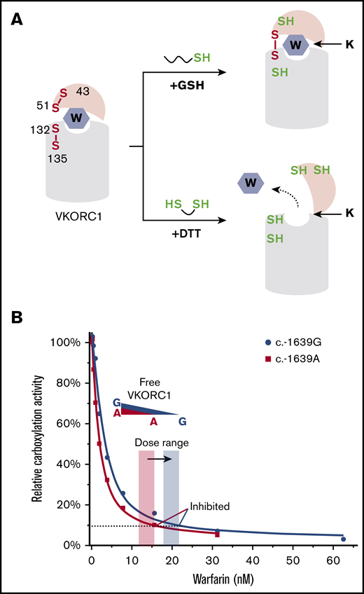 Mechanism and implication of warfarin tight-binding inhibition. (A) Difference between GSH and DTT. (Top) GSH maintains the native conformation of VKORC1 required for the tight binding of warfarin. This conformation is stabilized by a disulfide bond in the partially oxidized state.18 (Bottom) DTT fully reduces VKORC1, generating a conformation hindering warfarin binding. (B) Stoichiometric binding of warfarin explains the change of therapeutic window (orange and blue shades). The SNP inhibition curves are from Figure 1B. The dashed line indicates VKORC1 activity inhibited to the same level for the 2 SNPs.