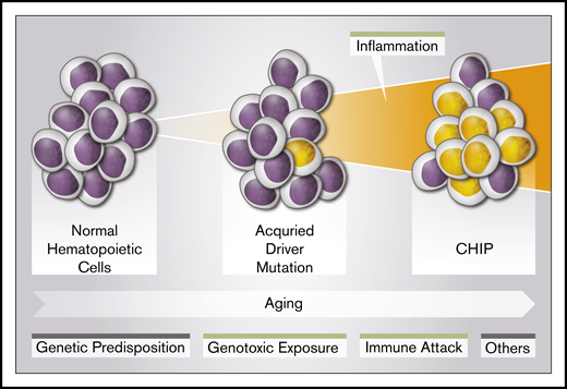 Risk factors for CHIP. CHIP is age dependent. Several factors may influence its development. These include genetic predisposition, genotoxic exposure, and immune attack (reviewed in Busque et al15). This study further confirms the potential role of an inflammatory state in CHIP development.