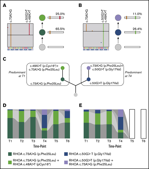 Inferred clonal architecture of RHOA mutations and changes to RHOA mutations or haplotypes over time. IGV pileups from a single patient, PTCL_25, (Figure 4C) at 2 timepoints T1 (A) and T4 (B). The data are interpreted to show evolution from a wild-type gene sequence to one showing 2 mutations via a gene sequence bearing a single mutation as shown in the panels to the right of the read pileups. (C) Inferred phylogenetic tree inferred from IGV read pileups. At T1 the dominant clone bears a single c.73A>G (p.Phe25Leu) (dark green) with a subclone that shows both c.73A>G (p.Phe25Leu) and c.48A>T (pCys16*) (light green). At the later timepoint, T4, the dominant clone bears a single c.50G>T (p.Gly17Val) (blue) with a subclone bearing c.50G>T (p.Gly17Val) and c.73A>G (p.Phe25Leu) (purple). Analysis showed the same RHOA phylogenetic tree for both PTCL_10 and PTCL_25. The branch of the tree to the left shows the inferred predominant clonal arrangement at the early timepoint (T1) whereas the branch to the right shows the clones, which emerge at timepoint, T4. For both cases stacked bar charts show the relative frequencies of RHOA mutations or haplotypes in PTCL_25 (D) and PTCL_10 (E). The empty columns indicate that samples were analyzed at these timepoints but that no mutant RHOA was detected. The phylogenetic tree derived from the haplotype data for PTCL_10 is identical to that of PTCL_25 (Figure 5C).