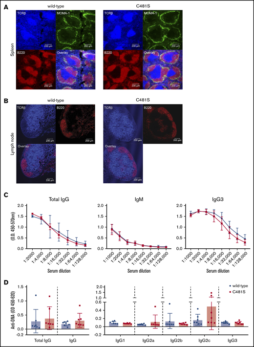 The structure of peripheral lymphoid organs and serum immunoglobulin levels are not affected by the C481S substitution. (A-B) Immunofluorescence staining of spleen and lymph nodes sections. Labeled Abs against B220 (red), MOMA-1 (green), and TCRβ (cyan) were used for spleen and B220 (red) and TCRβ (cyan) for lymph nodes. Scale bar, 200 μm. (C) ELISA was performed for total IgG, IgM, and IgG3; serum from 5 wild-type and 5 C481S mice was diluted to indicated concentrations. (D) Anti-DNA total IgG, IgM, and IgG subtypes Abs were measured by ELISA. Each dot represents data from individual animals, error bars indicate standard deviation (SD) of the mean and unpaired 2-tailed Mann-Whitney U test was used to calculate significance.