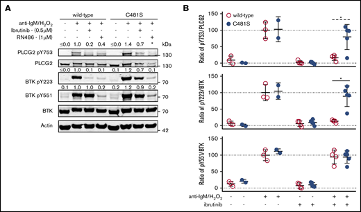 BTK phosphorylation is minimally affected by ibrutinib treatment in B cells from C481S mice. (A) Western blot on whole-cell lysates from B cells with indicated genotype (wild-type or C481S), inhibitor treatment (ibrutinib or RN486) and stimulation (anti-IgM and H2O2). Numbers above bands indicate densiometric quantification. *Value could not be calculated. (B) Ratio of phosphorylated protein over total protein (as quantified by densiometric analysis) from splenocytes with indicated genotype, in vivo ibrutinib treatment, and in vitro stimulation (anti-IgM and H2O2). For in vivo ibrutinib treatment, mice were given ibrutinib (0.3 mg/mL) in the drinking water for 1 week. Each dot represents data from an individual animal. Error bars indicate mean and SD; the unpaired 2-tailed Mann-Whitney U test was used to calculate significance (*P < .05); (dashed line) indicates significance calculated after exclusion of the outlier. For densiometric quantification in panels A-B, background signal was subtracted, β-actin used as an internal loading control and values displayed normalized to the mean protein ratio in wild-type cells.